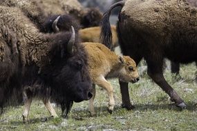 Buffalo Bison