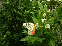 White, yellow and orange butterfly on the plant