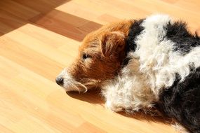 Fox Terrier sleep