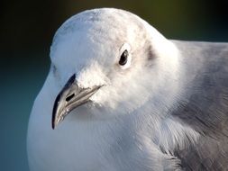 lovely Seagull