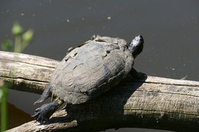 black turtle resting in the sun