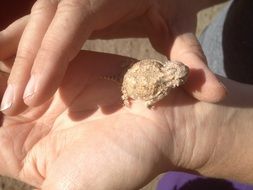baby of the horned toad on the palm