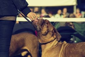 domestic wondrous Bordeaux Dog on a show