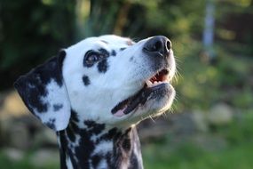 portrait of a dalmatian dog