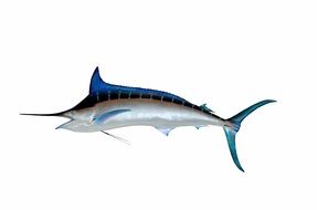 graphic image of blue marlin fish