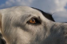 Dog eyes close up.