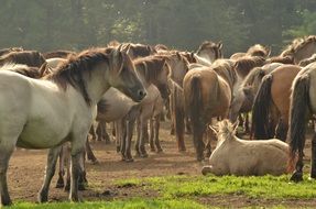 herd of farm horses