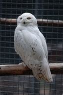 snowy owl in the enclosure