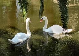 swans on a lake near the shore