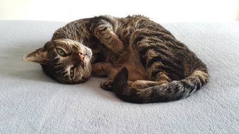 Resting Kitten on a bed