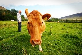 red cow in Iceland