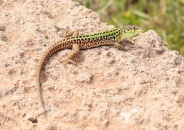 dotted lizard on the stone close-up on blurred background