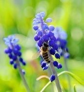 insect with wings on a purple flower