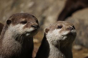 couple of cute otters