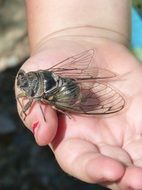 cicada on the child hand
