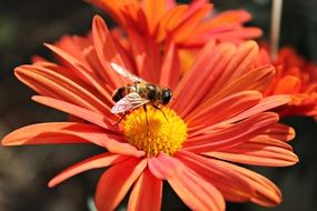 fly on red Flower