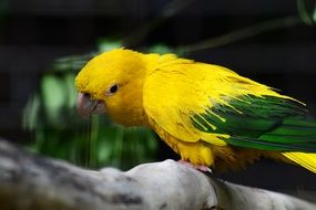 Golden Parrot