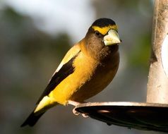 yellow vespertinus sits on a feeding trough