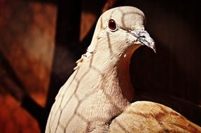 gray dove in the sun