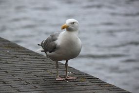 seagull near the lake