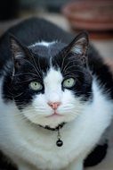 black and white cat lies on the street