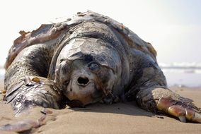 turtle on a sandy beach