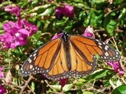 butterfly on the flowering bush