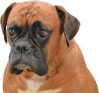 photo of the pet