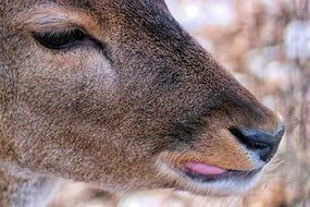 Portrait of the roe deer