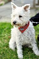 white puppy with a red bandage on green grass