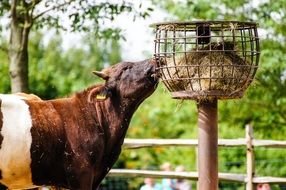 cow eating hay on the farm