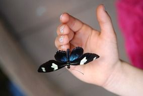 Blue Doris Butterfly on hand Macro on blurred background