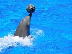 picture of dolphin playing with a ball in the pool