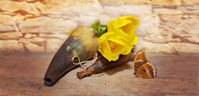 yellow tulips, butterfly and horn