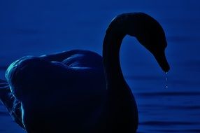 swan silhouette in the dark