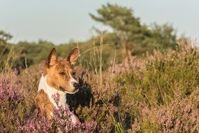 cute dog in meadow plants
