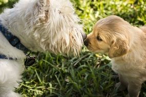 Westie Dog and Terrier Pet