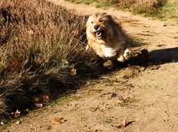 Dog Run on a pathway