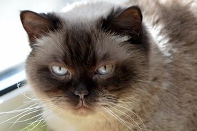 british shorthair cat on the windowsill