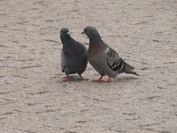 two pigeons on the square