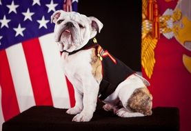 bulldog official mascot sitting near flag