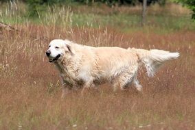 golden retriever outdoor