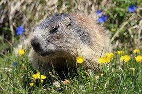 groundhog on a flowering meadow