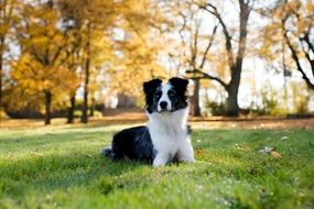 mini black and white australian shepherd is lying on the lawn
