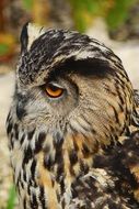 Eurasian Eagle-Owl head close up