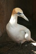 bird in melbourne zoo close up