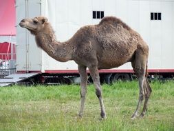 camel on green grass in the circus