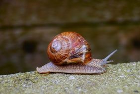 brown snail is crawling on the yellow stone close-up on blurred background