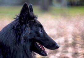 Belgian Sheepdog Dog