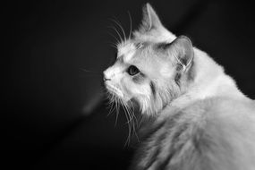 black and white photo of a cat close-up